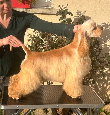 Étalon American Cocker Spaniel - American Boy of loving Star