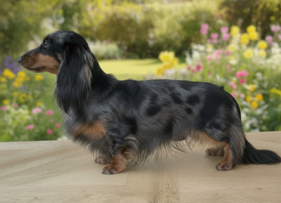 Étalon Teckel poil long - Valentine De La Cour Des Iles