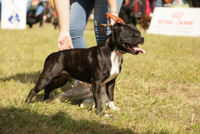 Étalon Staffordshire Bull Terrier - Vidi Du Saut Du Roi