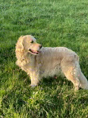 Étalon Golden Retriever - Lovely des rives de l'erdre
