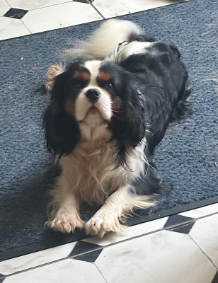 Étalon Cavalier King Charles Spaniel - TILWEN De la geode