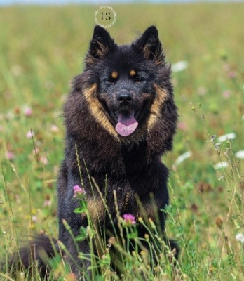 Étalon Eurasier - Valora Du Royaume Des Terres Gelées