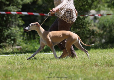 Étalon Whippet - Diablesse You Will In Paris Say Mauricette(Sakura)