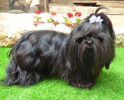 Étalon Shih Tzu - Reglisse dit BLACKI (Sans Affixe)