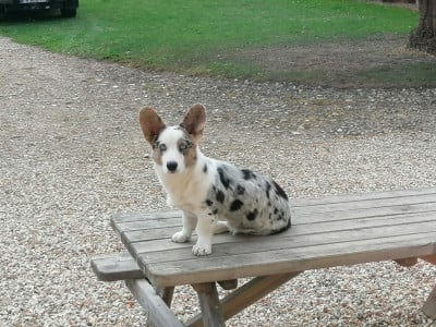 Étalon Welsh Corgi Cardigan - Anakin du lac d'andoria