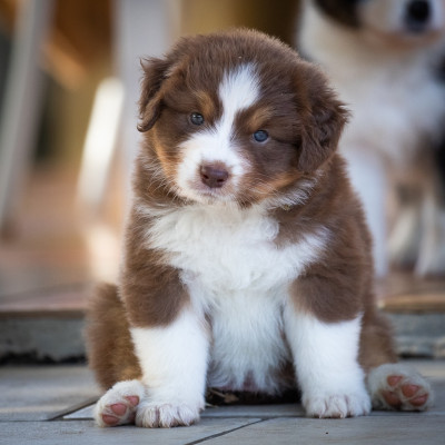 Étalon Berger Australien - U remind me du Val d'Aury