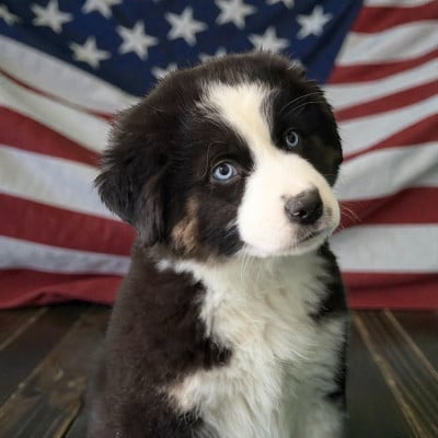 Étalon Berger Américain Miniature - Altesse du domaine de nelson