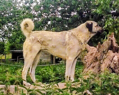 Étalon Berger Kangal - U kieraz Domaine De Dare Hell