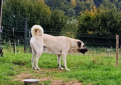 Étalon Berger Kangal - Uschka-lea du Domaine de Sara