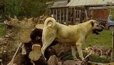 Étalon Berger Kangal - V'aslan wolf's land serbia