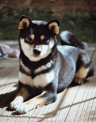 Étalon Shiba - Very Miu Miu Go Sakura Kensha