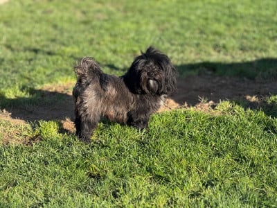 Starlette des terres de l avesnois Des Terres De L'Avesnois