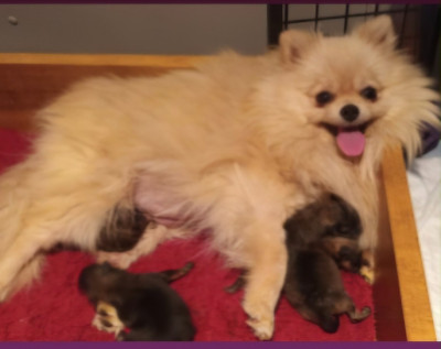 Étalon Spitz allemand - SHOUQUETTE de l'ange aux papillons