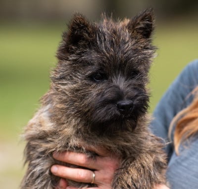 Étalon Cairn Terrier - Topaze d'Isarudy