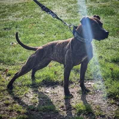 Étalon Staffordshire Bull Terrier - rik and willy's Crazy Madonna