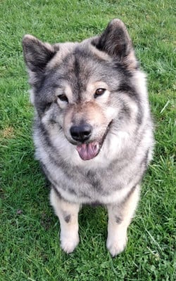 Étalon Eurasier - Saejin Du Monde De Gaomi