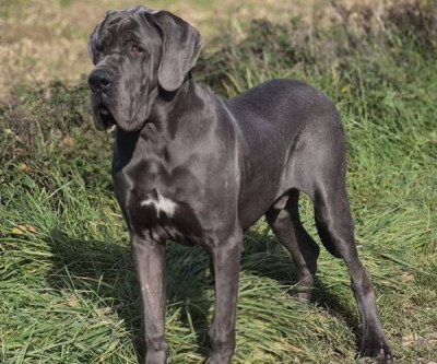 Étalon Dogue allemand - Attilla Des Iles Aux Falaises
