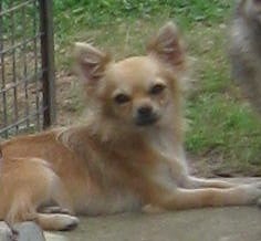 Étalon Chihuahua - Vivaldi Du Domaine Des Beautés Divines