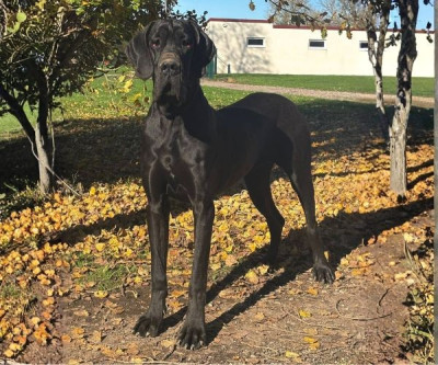 Étalon Dogue allemand - V'thalia du clos du bonheur