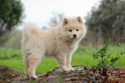 Étalon Chien finnois de Laponie - Avatar Korra Legend Of Raven