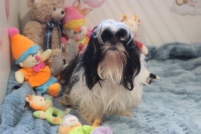 Étalon Shih Tzu - VIOLETTE de la ferme des Mottes