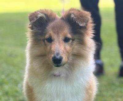 Étalon Shetland Sheepdog - Sirius Lake Angelina Jolie