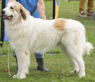 Étalon Chien de Montagne des Pyrenees - CH. Uchan de la Vallée du Girou de la Vallée du Girou