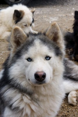 Étalon Laika de iakoutie - Winter Never Dies Une longue nuit d automne