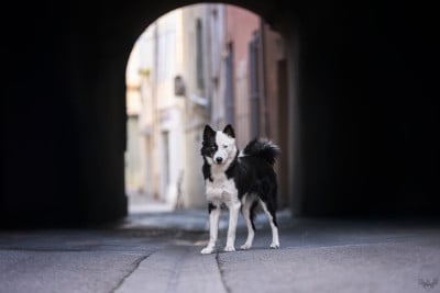 Étalon Laika de iakoutie - CH. Winter Never Dies Une avalanche d amour