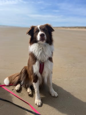 Étalon Berger Australien - Ultra chic Kyra Des Perles Du Lac
