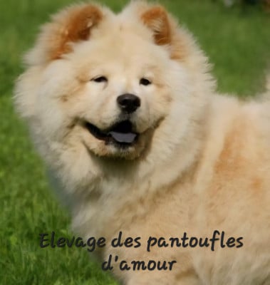 Étalon Chow Chow - Vaiana (Sans Affixe)