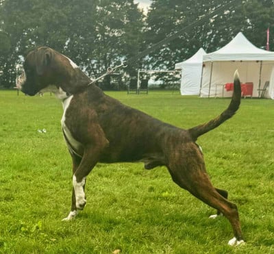 CH. valentino (Sans Affixe)