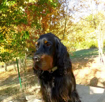 Étalon Setter Gordon - Villy des Pralines d' Aubejoux Des Pralines D'Aubejoux