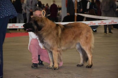Étalon Leonberger - Ukraine Des Songes Du Clan Des Loups