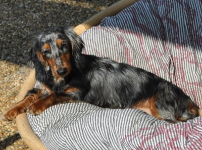 Étalon Teckel poil long - Grant Lebl Chernika