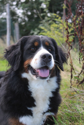 Étalon Bouvier Bernois - Vaya De L'harmonie Du Bonheur