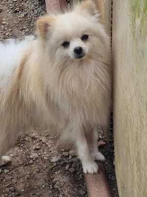 Vodka Des Dragons Maya