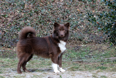 Étalon Berger islandais - Unique Norway Nuance De La Fleur De Vie