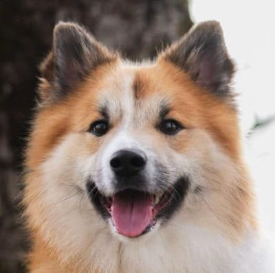 Sven Nuance De La Fleur De Vie