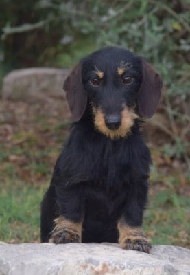 UGOLINA Du Clos Des Bords De Mer