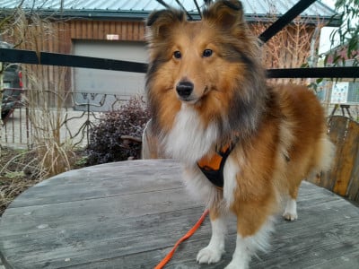 Étalon Shetland Sheepdog - Udine blonde du cèdre enchanté