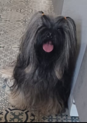Étalon Lhassa Apso - Smoothie Mc Doodle Doo De La Cure Des Maprelles