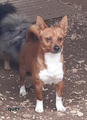 Étalon Chien de garenne portugais - Quer alho do vale de fermedo