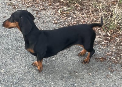 Étalon Teckel poil ras - S'bambi des radicals dogs