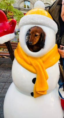 Étalon Teckel poil long - Ankhesenamon reine d egypte de la Cité des Maraudeurs