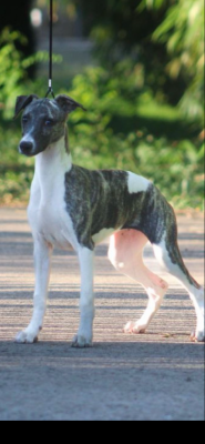 Étalon Whippet - Arrow cupidon kerry du pays de l’auvezere