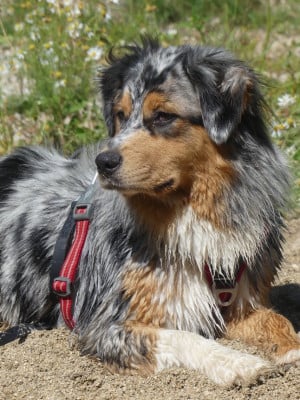 Étalon Berger Australien - Vedette Des Perles Du Lac