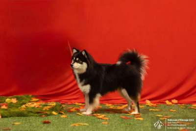 Étalon Chien finnois de Laponie - CH. Aegirsson Unicorn s Vibe