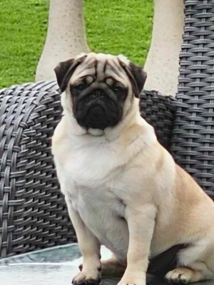 Étalon Carlin - VANOUCHKA Du Domaine De La Cour Souveraine