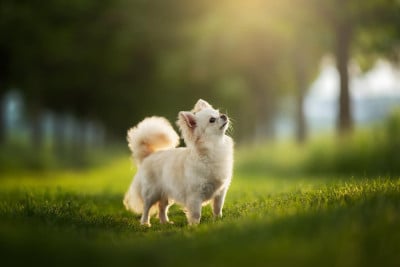 Terrenson Ross viva mariya